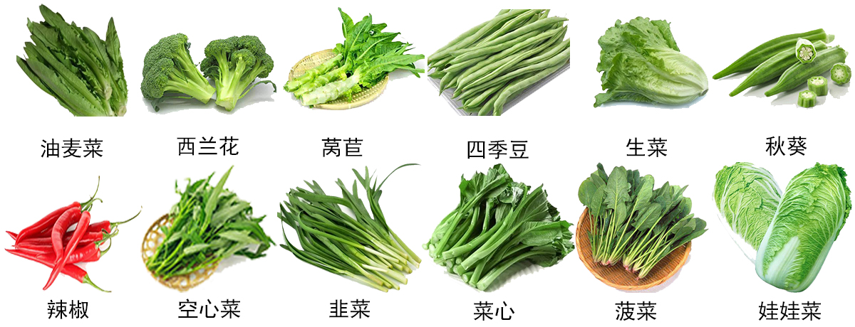 蔬菜真空预冷机应用领域